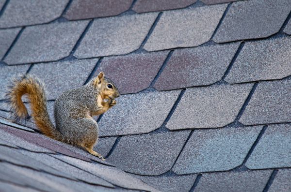 Newark Wildlife Removal