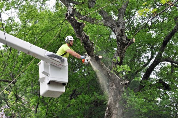 Newark Tree Trimming